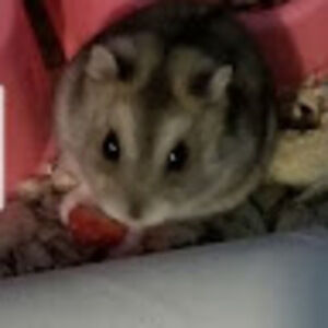 Meet your Posher, Hyper active